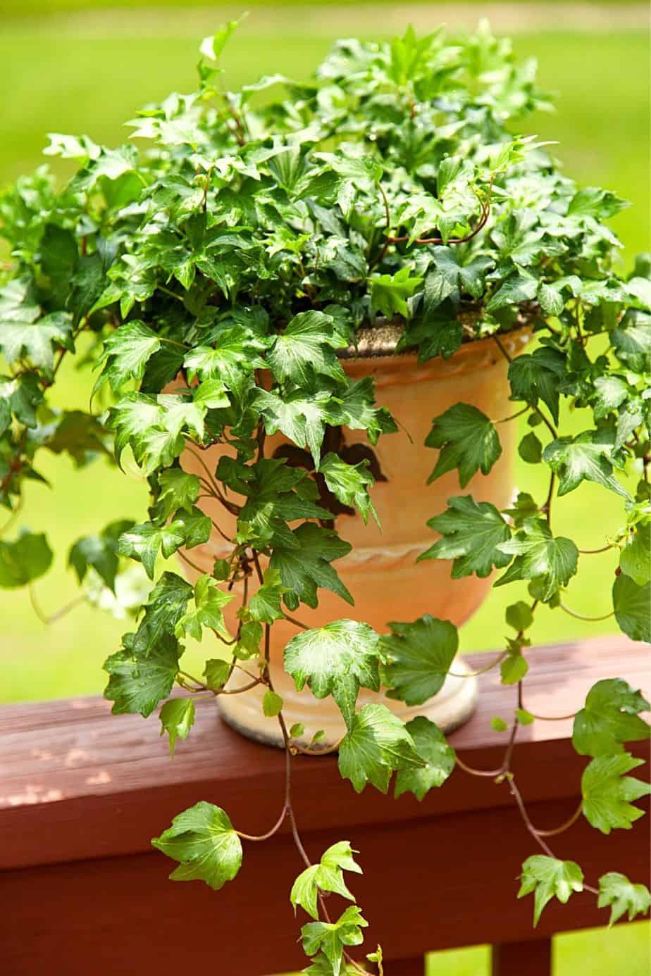 English Ivy, though you can place it on your north facing balcony, should be kept away from children as it's a toxic plant