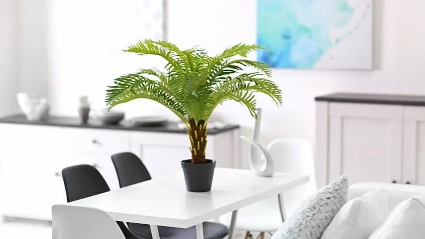 Ensure to place your Sago Palm near a south-facing window for it to get bright light with partial shade
