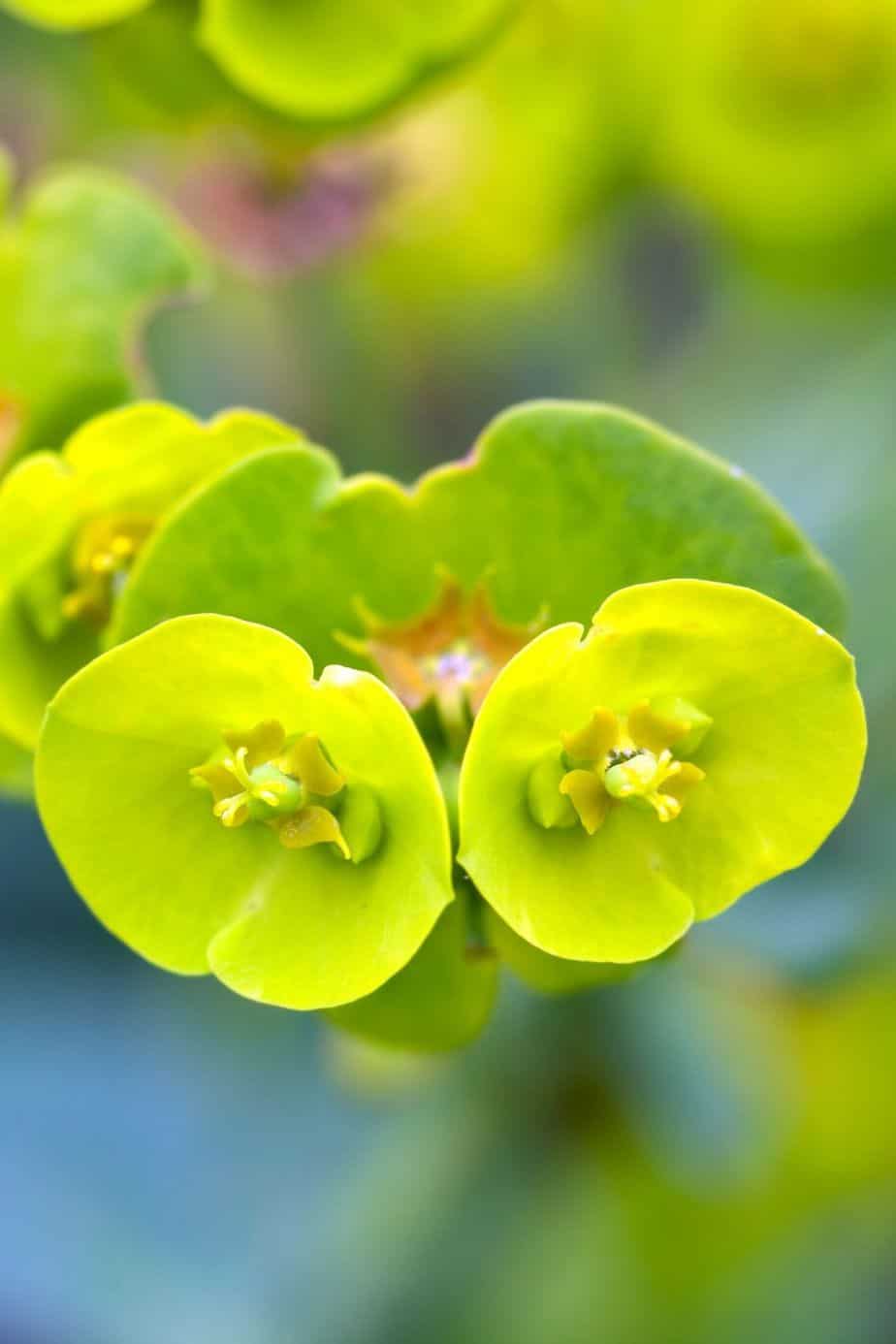Euphorbia Caracius is an evergreen shrub that you can easily grow on your south-facing balcony