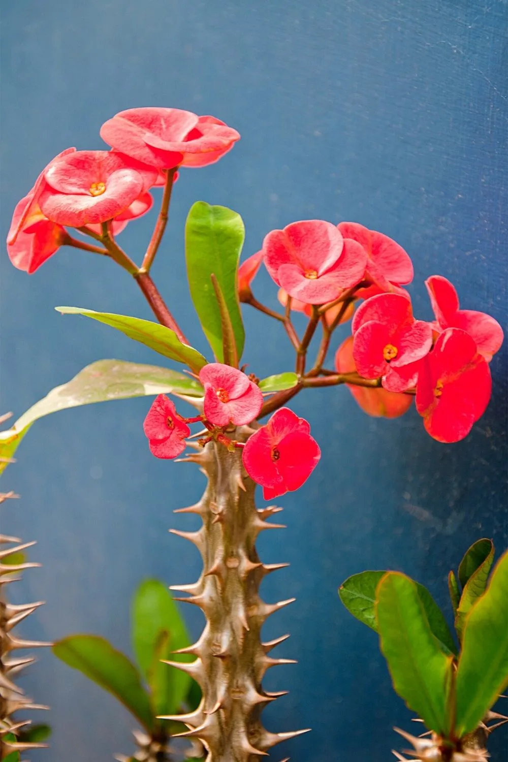 Euphorbia is another flowering plant that you can grow on your west-facing balcony
