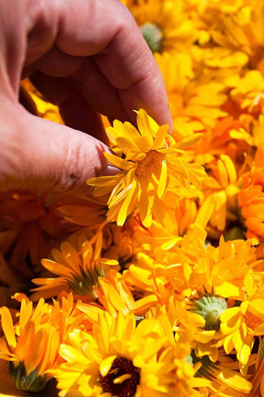 Check the marigold's flowers for curling and browning tips or the greening of its centers