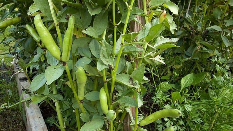 蚕豆是春天花园里容易种植的蔬菜