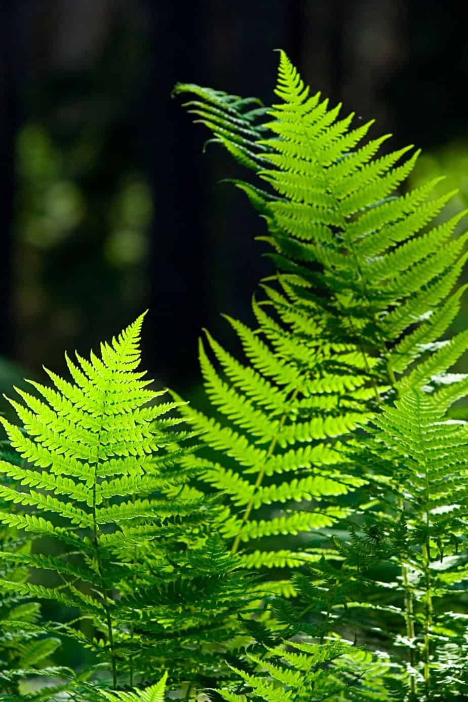 Ferns are low-maintenance plants that only require shady areas like north-facing balconies and water to grow