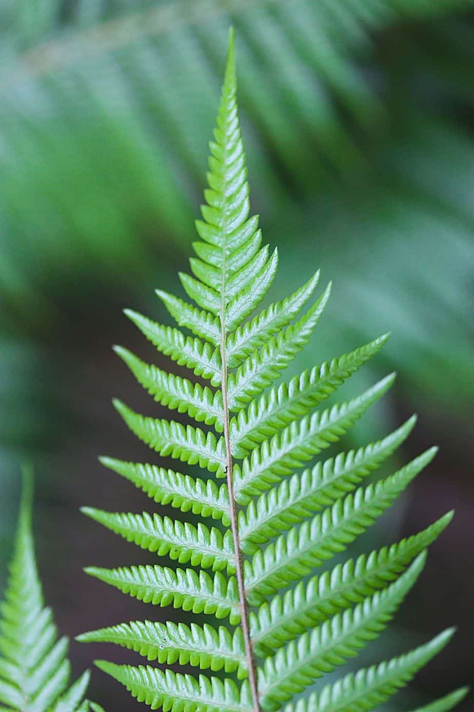 There are various types of Ferns that you can plant in your northeast-facing garden