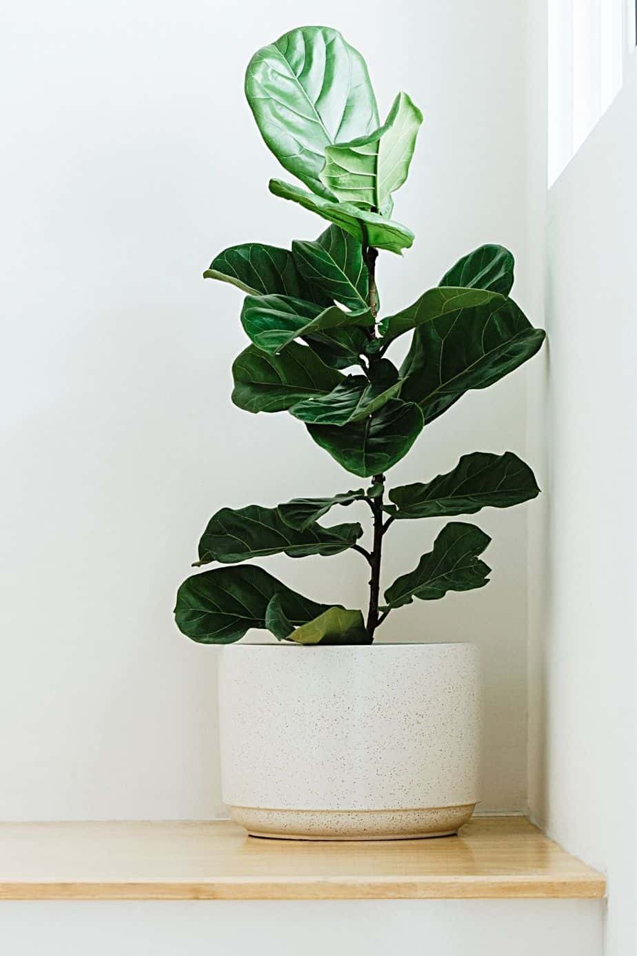 You can place grow lights over your Fiddle Leaf Fig even when you place them by a northwest-facing window 