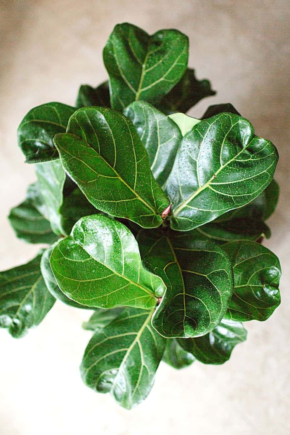 Fiddle Leaf Fig, despite its finicky nature, is a popular houseplant to be grown by a southeast-facing window