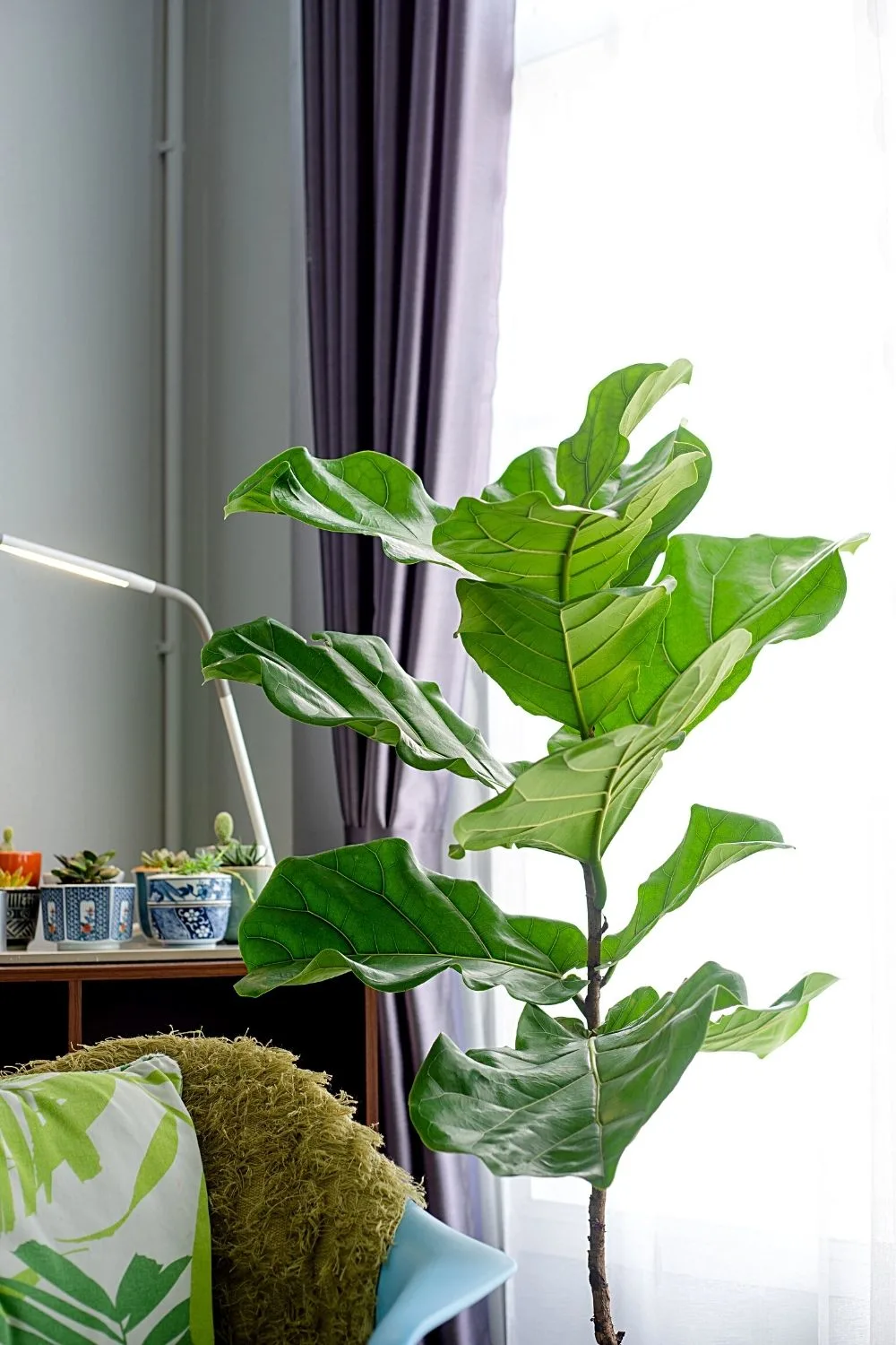Despite its finicky growing needs, you can place Fiddle Leaf Fig near a southwest-facing window to make it thrive