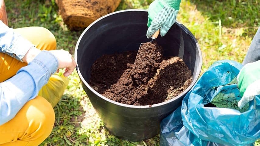 Fill the new flowerpot with soil approximately until a third or half of container's covered with it