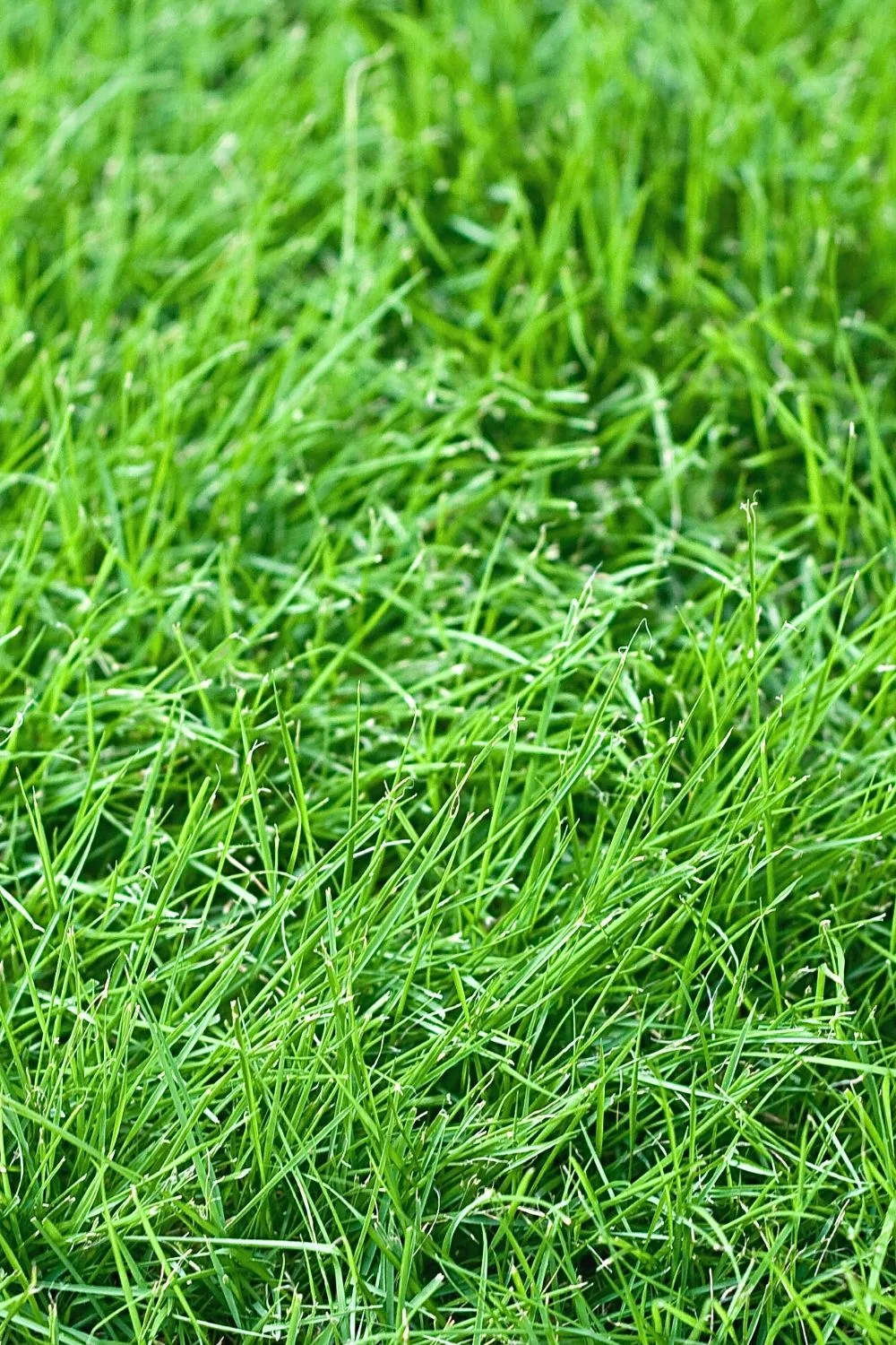 Fine Fescue Lawn Grasses can grow in shaded areas like north-facing balconies if you use soil composed with organic matter