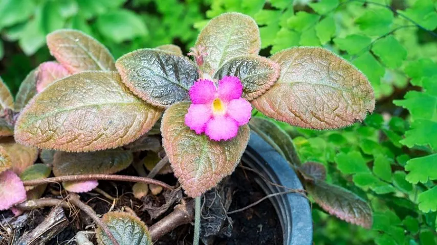 The Flame Violet will grow well in a terrarium as it thrives in a high-humidity environment