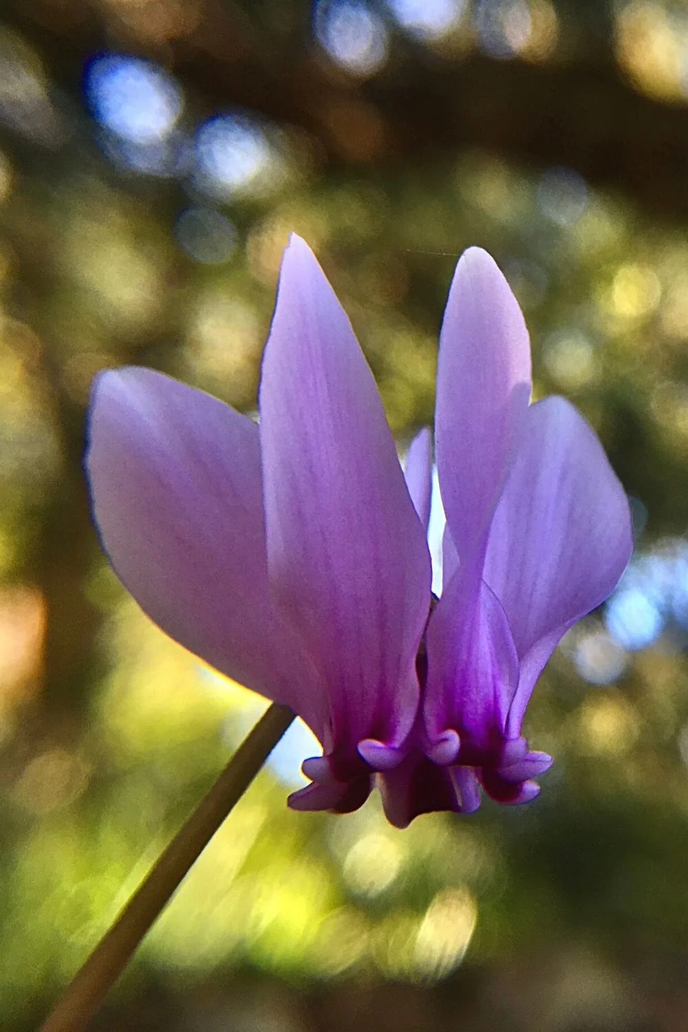 If you want a miniature, sweet-smelling plant to grow on the east-facing side of the house, then plant Florist’s Cyclamen