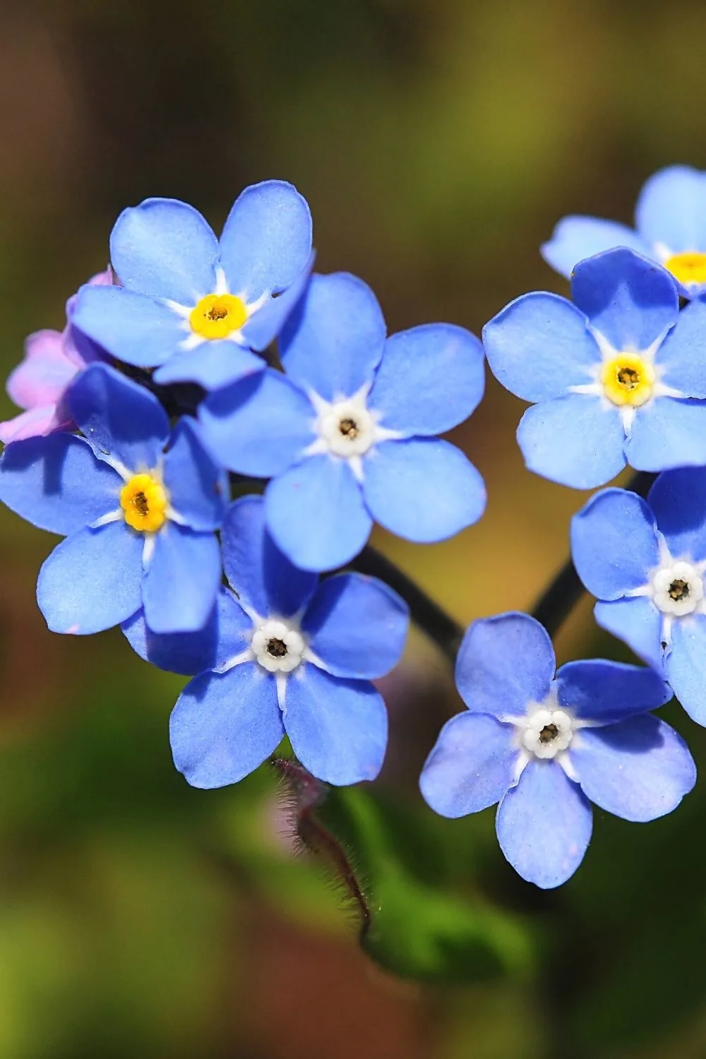 Forget Me Not, known for its captivating flowers, is a great addition to your north-facing balcony