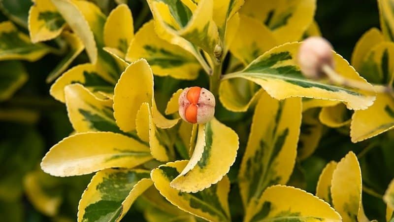Fortune's Spindle is another great choice to grow in window boxes if you're looking for a flower-less window