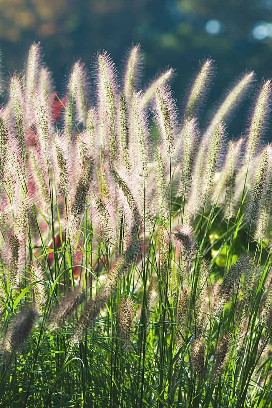 Fountain Grass is a lovely decorative grass you can grow for privacy