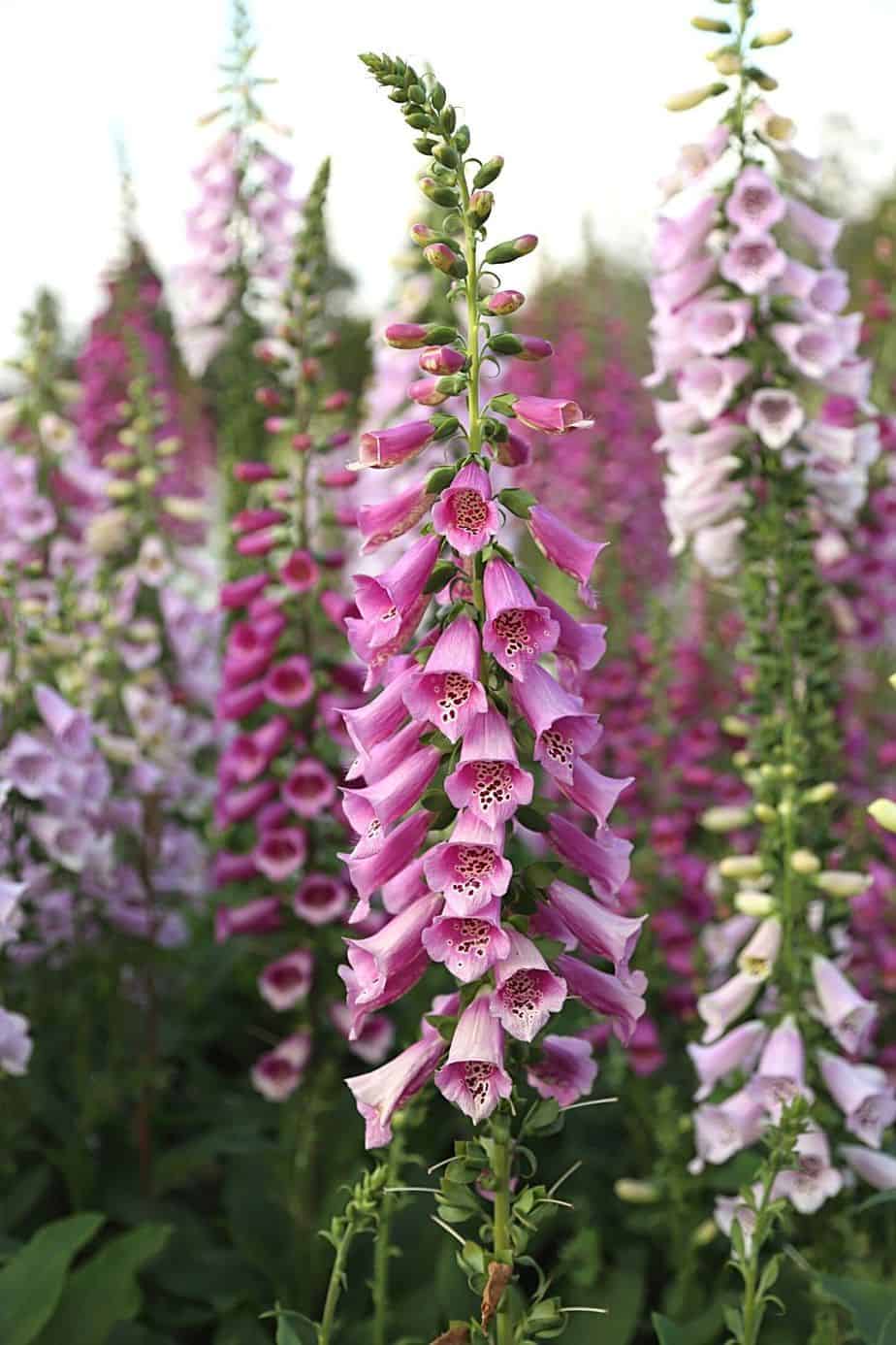 Foxglove grows bell-shaped flowers that are great addition to your north-facing balcony