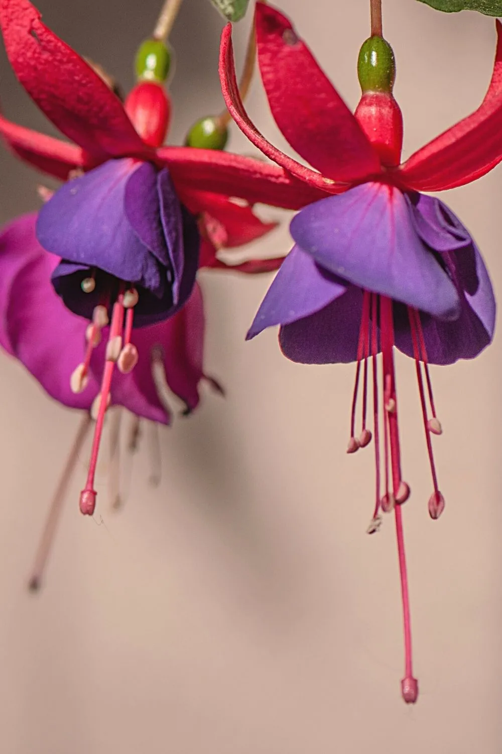 Fuchsia is another colorful plant you can grow in the north-facing side of the house