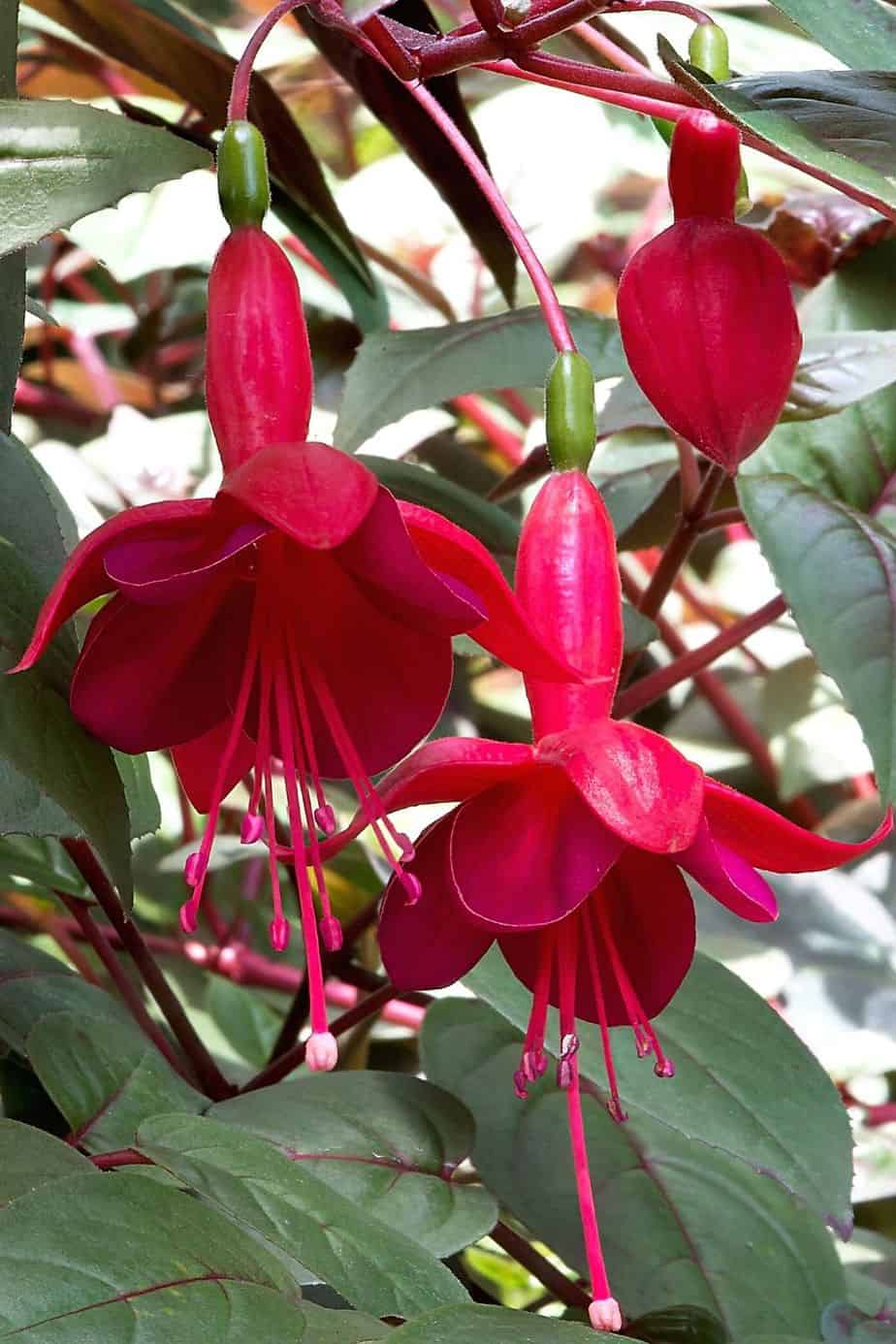 Fuchsia is another stunning plant you can grow on the east-facing side of the house
