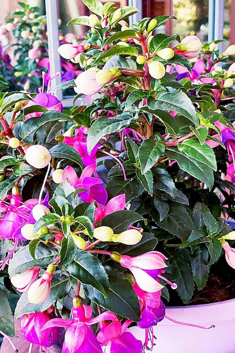 Fuchsia is a decorative plant that you can place inside hanging baskets on your north-facing balcony