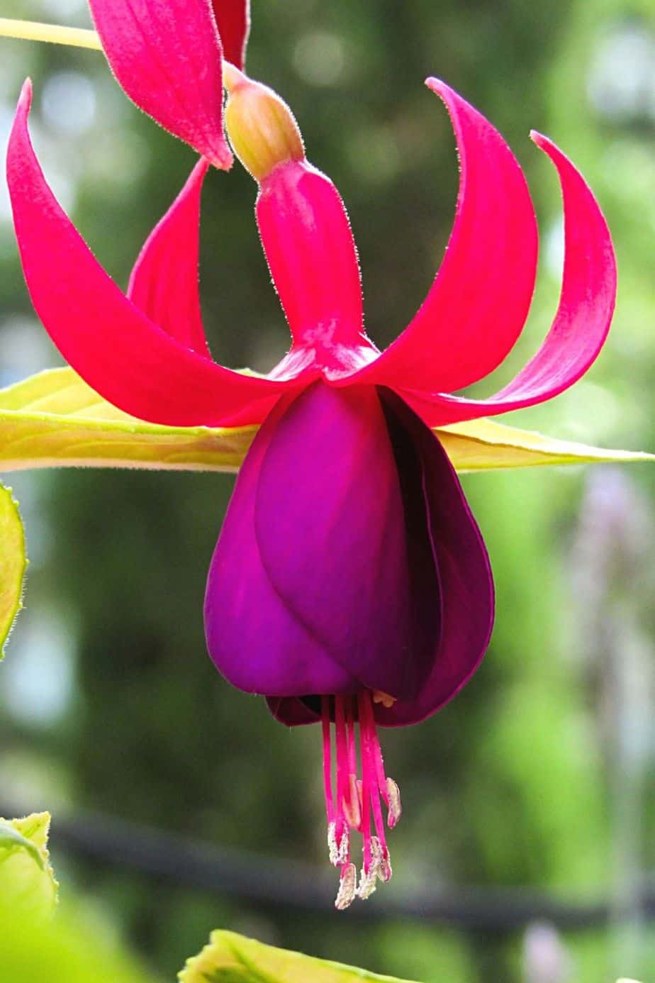Fuschia is a small shrub whose flowers hang like trailing stalks on your northeast-facing garden