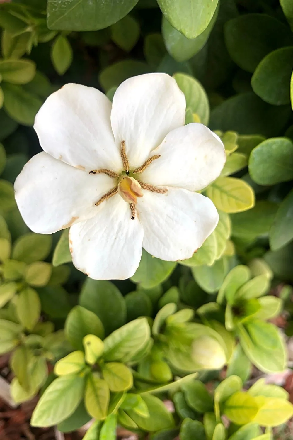 Gardenia, with its green foliage and white flowers, can easily beautify your northeast-facing window