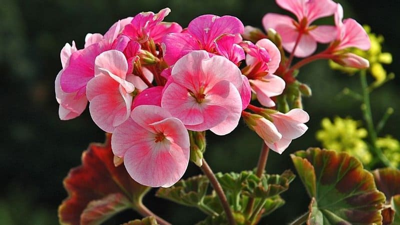 Geraniums are one of the plants that are adapted to thrive in a hydroponics system as you only need to submerge the end of its cuttings in water
