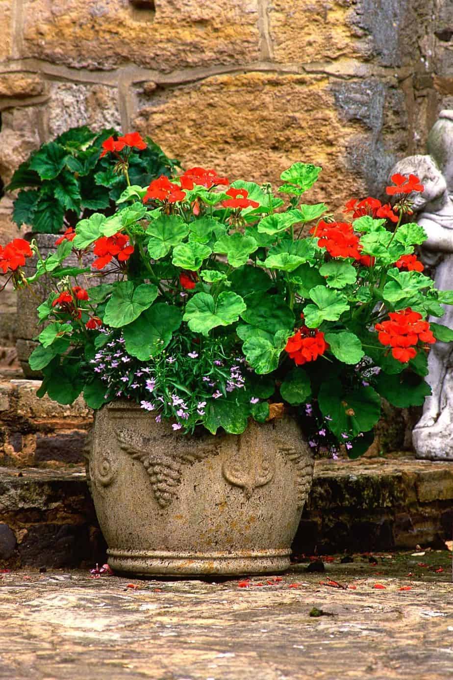 Geraniums are another bunch of colorful flowers you can grace your northwest facing garden with