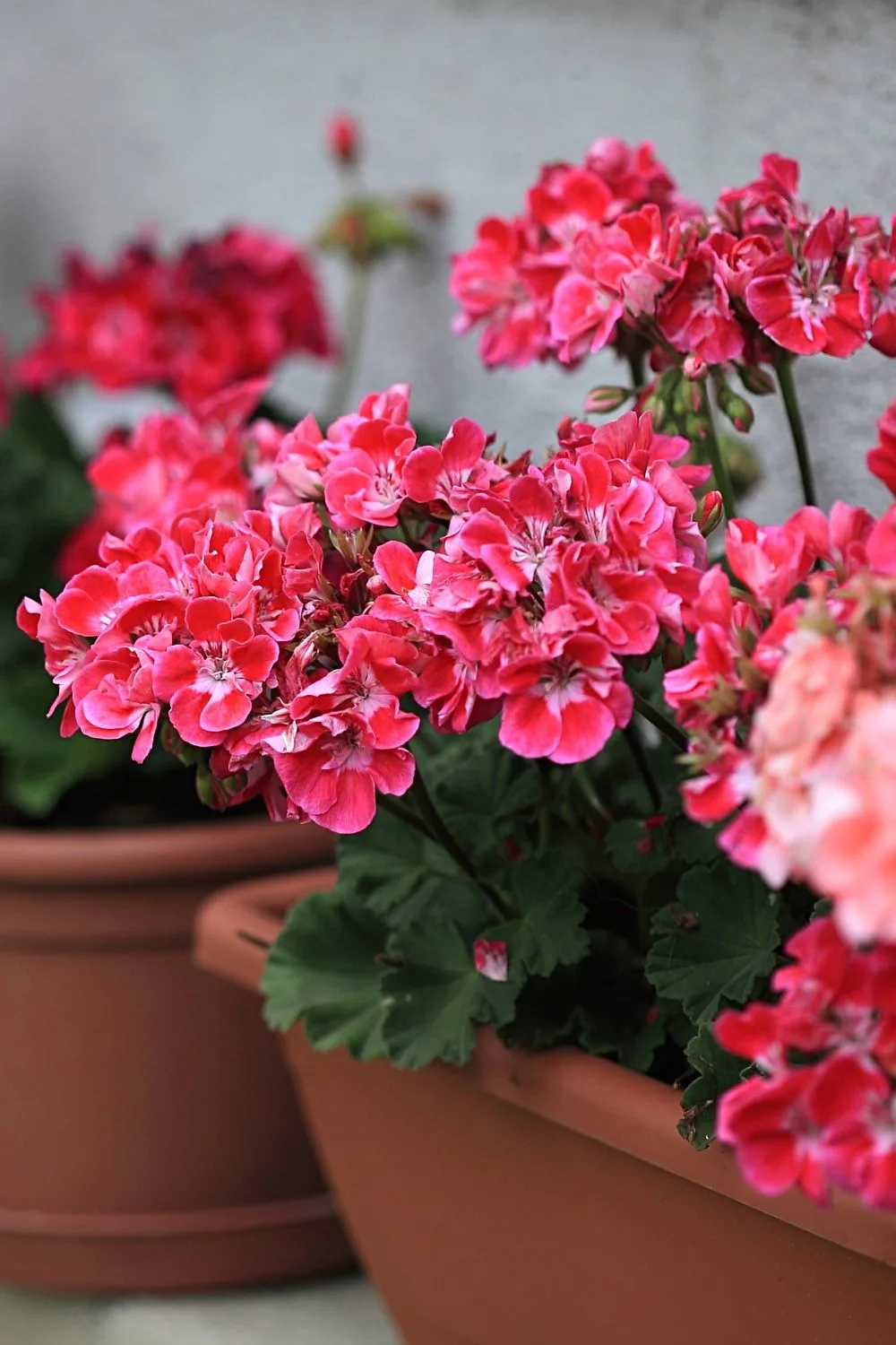 Geraniums are colorful flowers that you can grow on an east-facing balcony