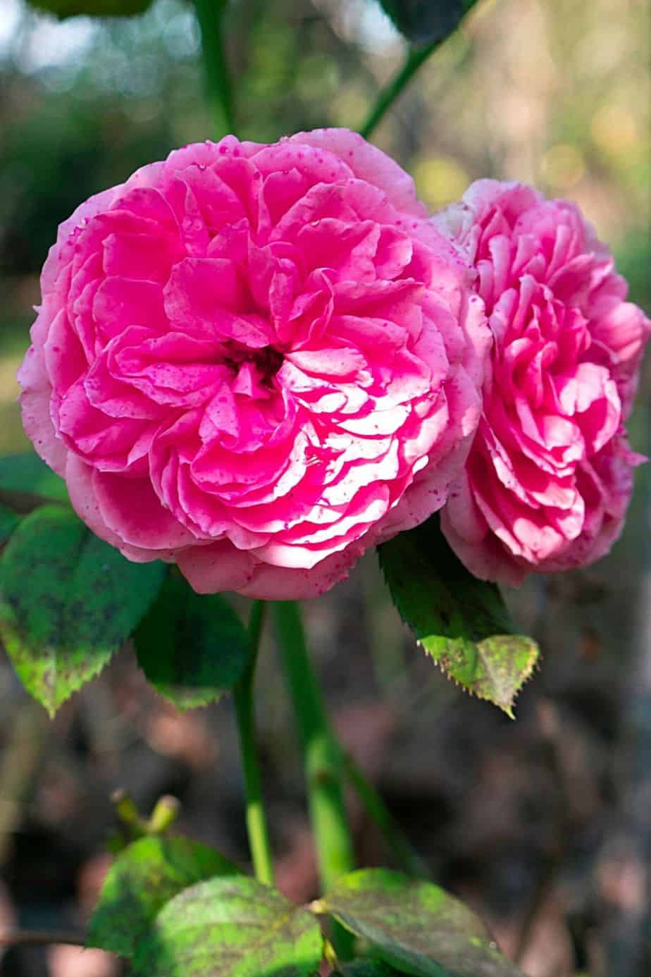 Gertrude Jekyll Rose, aka the English Rose, adds a nice pop of pink to your southeast facing garden