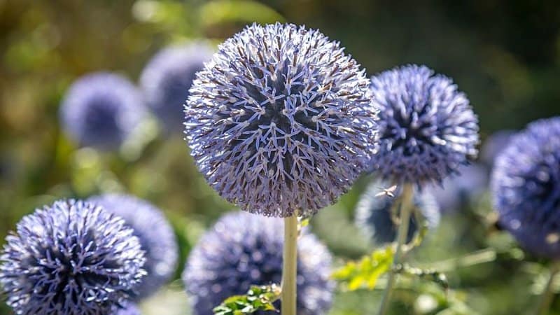 If you want to make Globe Thistle continue blooming and attract bees, trim its foliage regularly