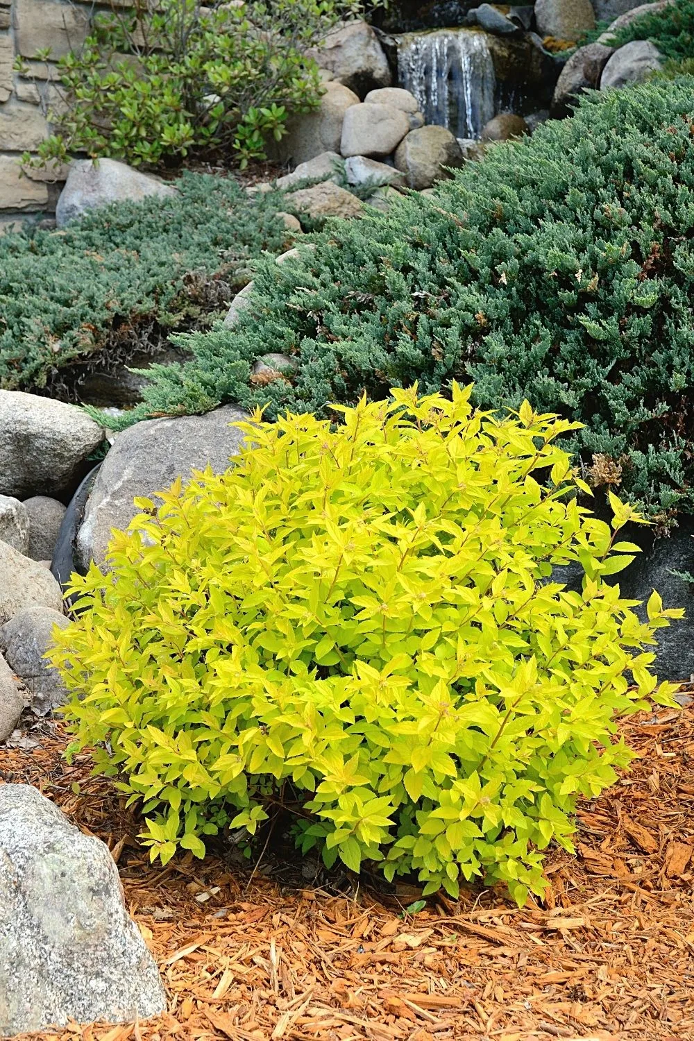 Known for its golden leaves in the springtime and vivid yellow during autumn, Gold Mound Spirea adds another color splash to your southwest facing garden