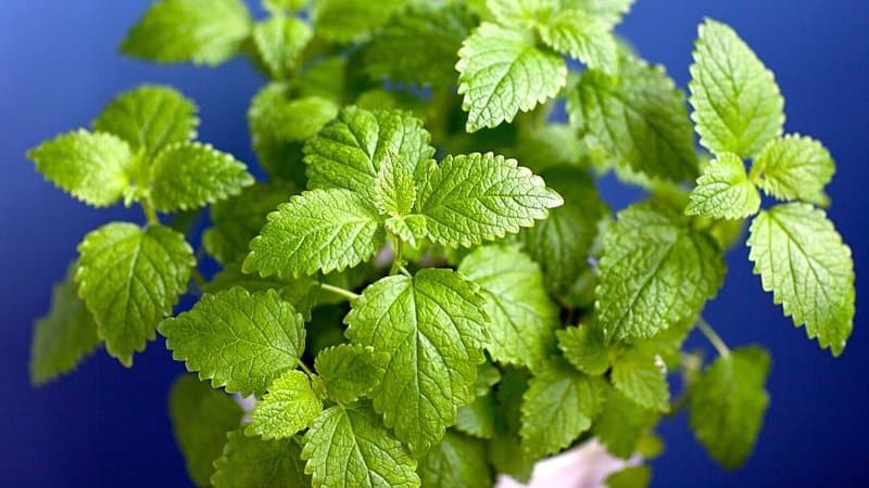 If you were to grow Green Mint in hydroponics, make sure it receives 14-16 hours of light a day