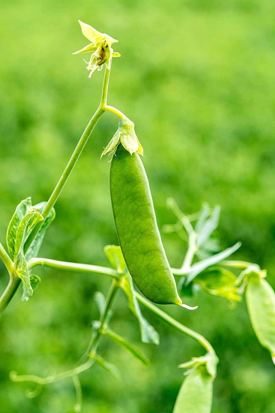 Another vegetable you can grow in a pot in an east-facing garden are Green Peas