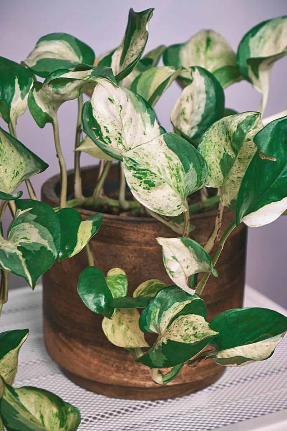 The climbing variety of the Happy Leaf Pothos is an easy plant for beginners to take care of and place by a northwest-facing window