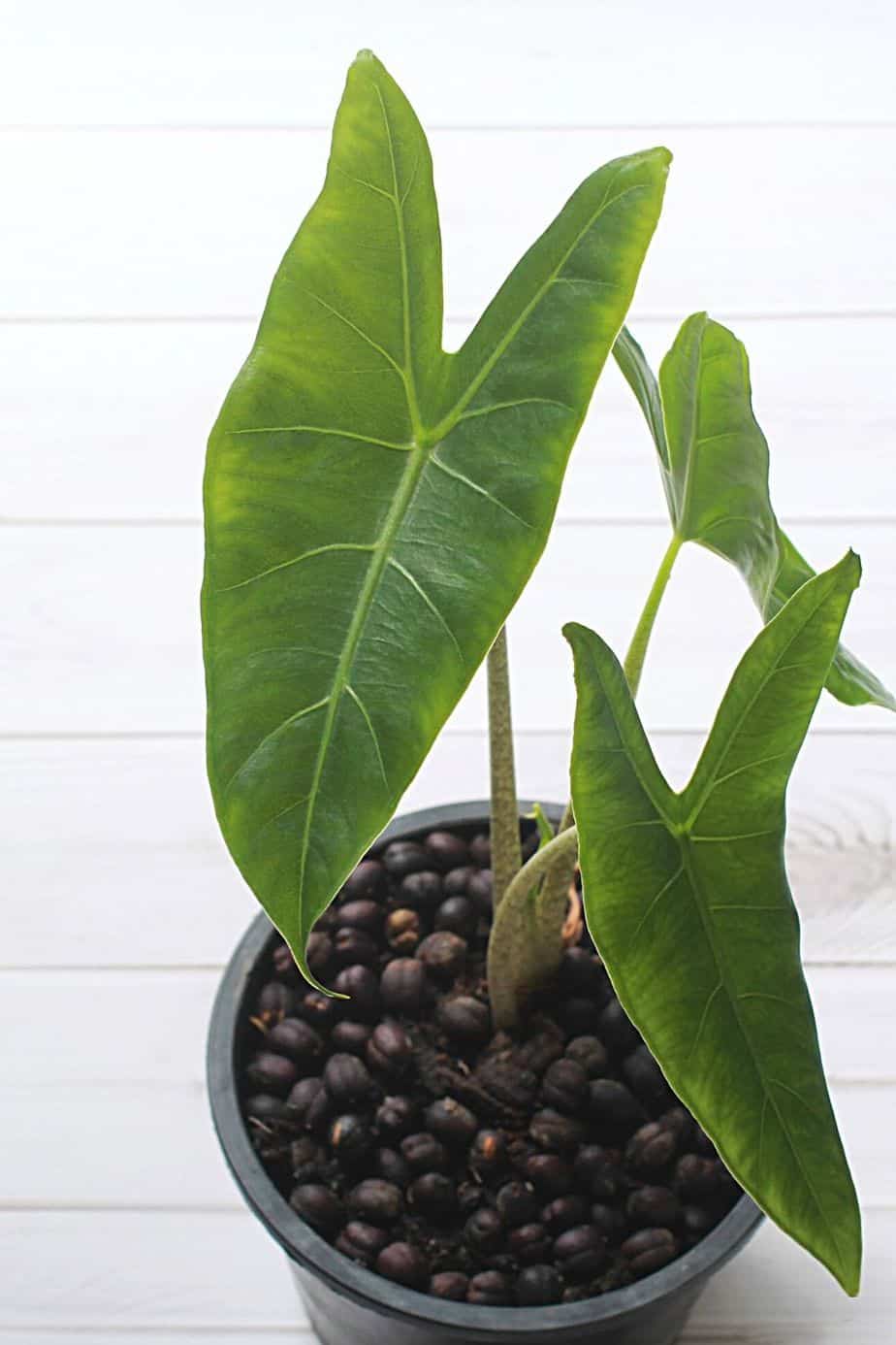 You'll have to keep pruning your Heartleaf Philodendron to avoid it overrunning your northwest-facing window