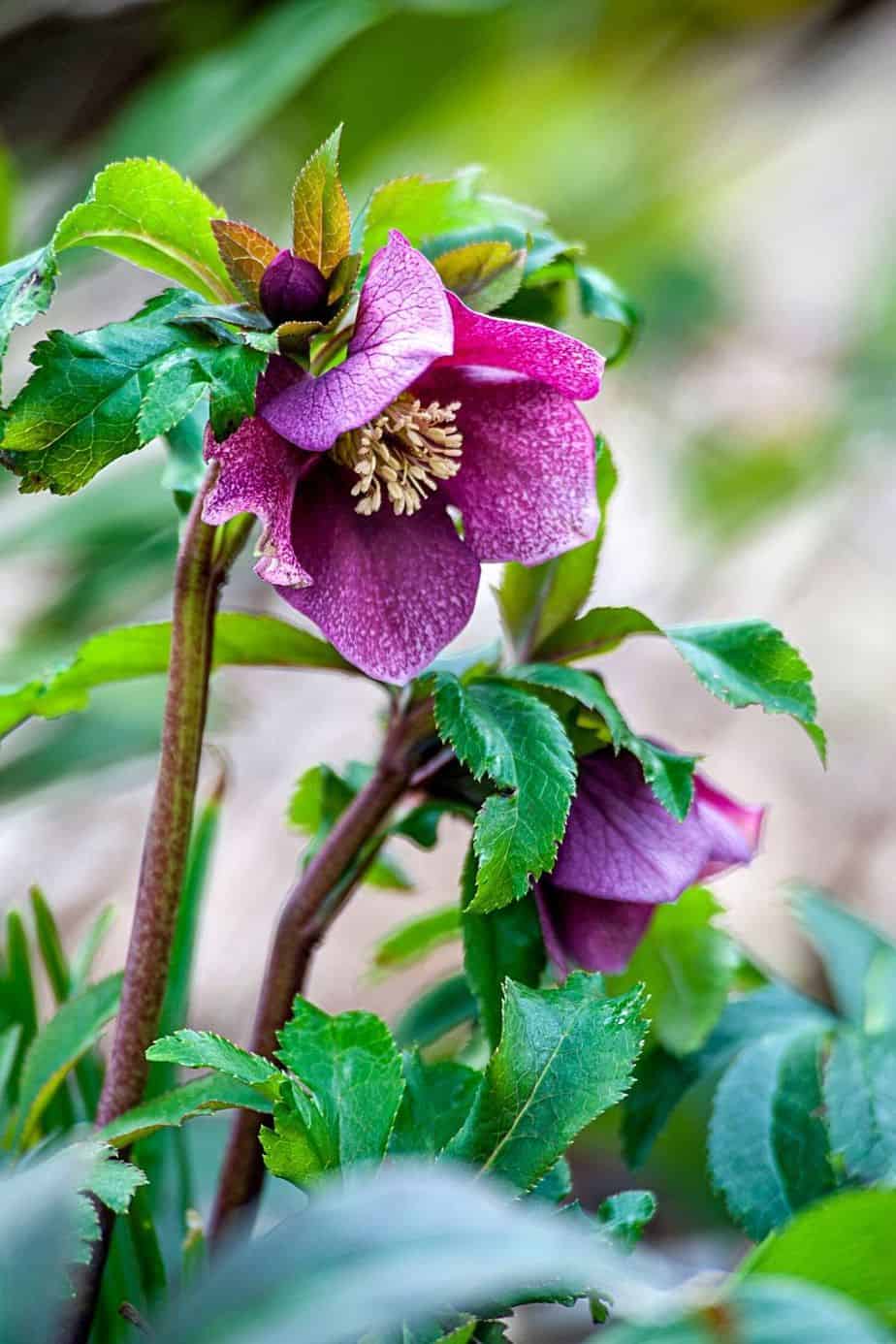Hellebores, despite its evergreen foliage, isn't good to be near dogs and cats