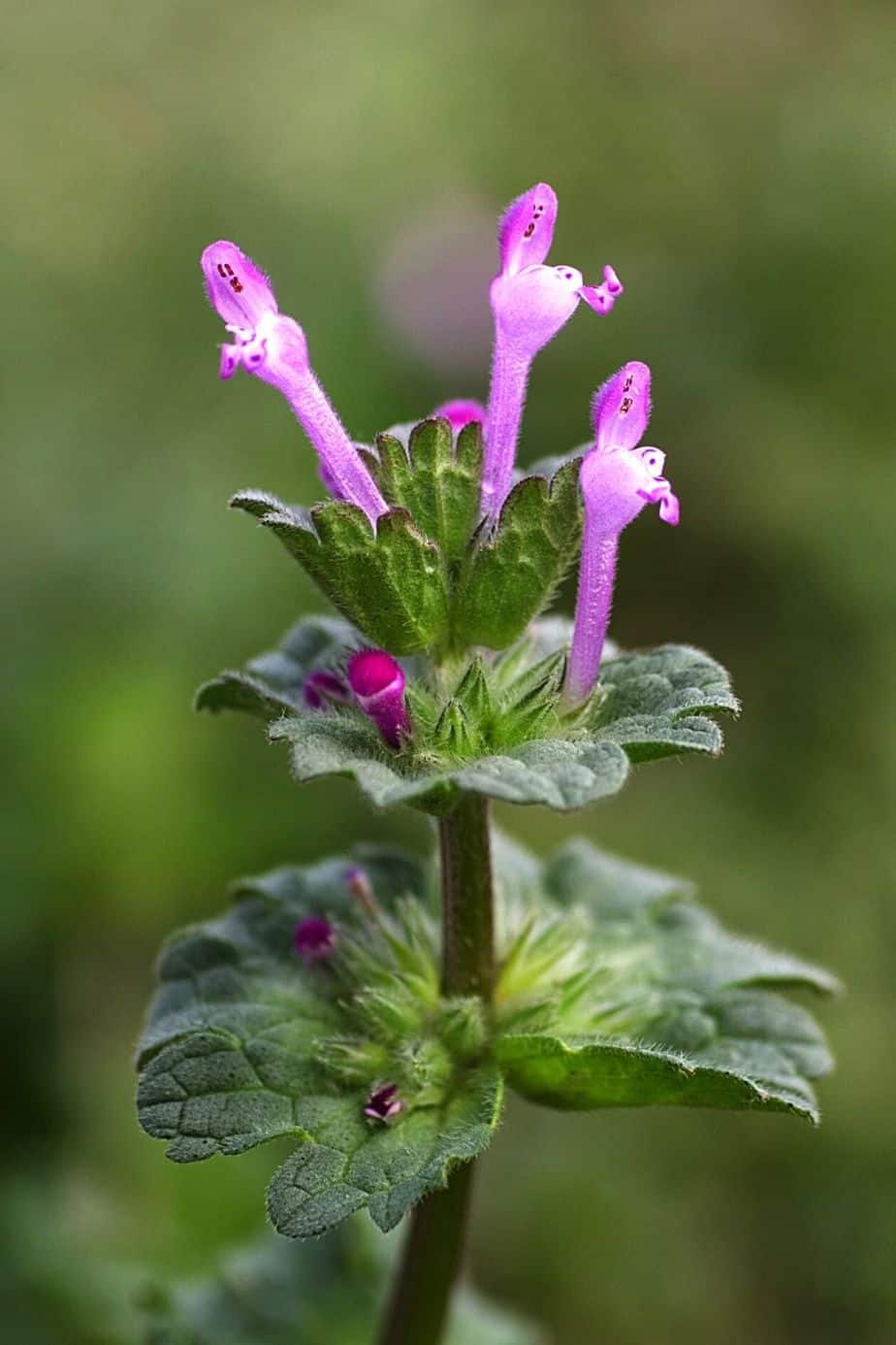 Henbit Deadnettle is another low-maintenance plant that you can add to your growing collection of plants in the east-facing side of the house