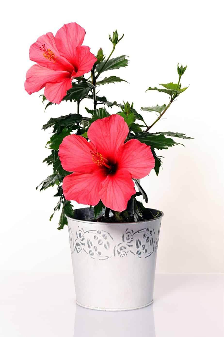 Hibiscus is another colorful plant that you can add to your growing collection in a west-facing balcony