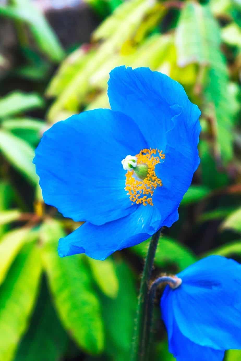 If you want a lovely pop of blue in the east-facing side of the house, Himalayan Blue Poppy is the best plant to go