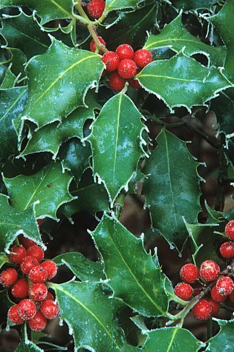 Holly is another stunning addition to your collection of plants you can grow for privacy