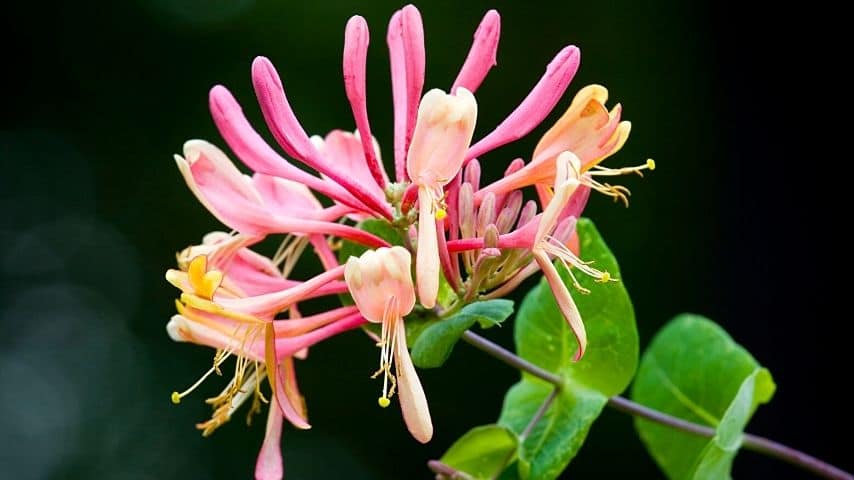Honeysuckle might need some support when you grow it for your fence line due to their thin stems