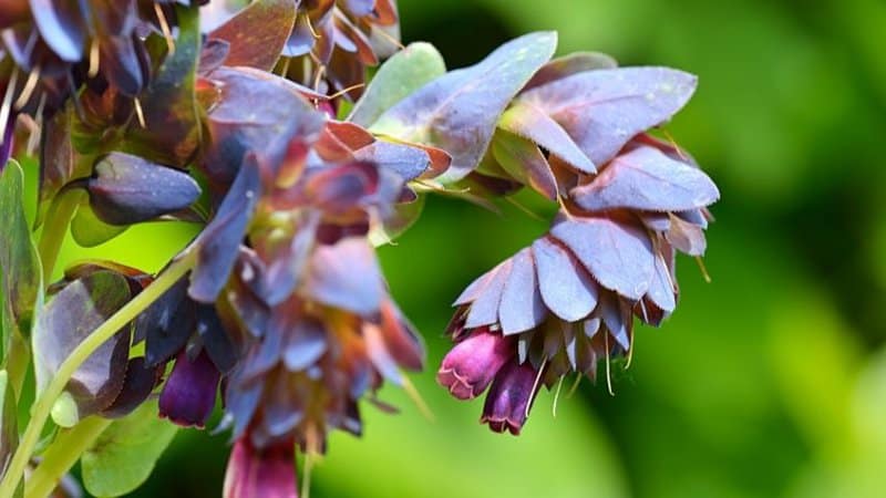 Honeywort is another plant that attracts bees and can be grown near garden beds and containers