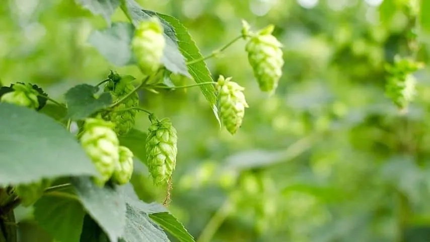 Hops is another attractive climbing vine that can cover your fence line with its dense foliage