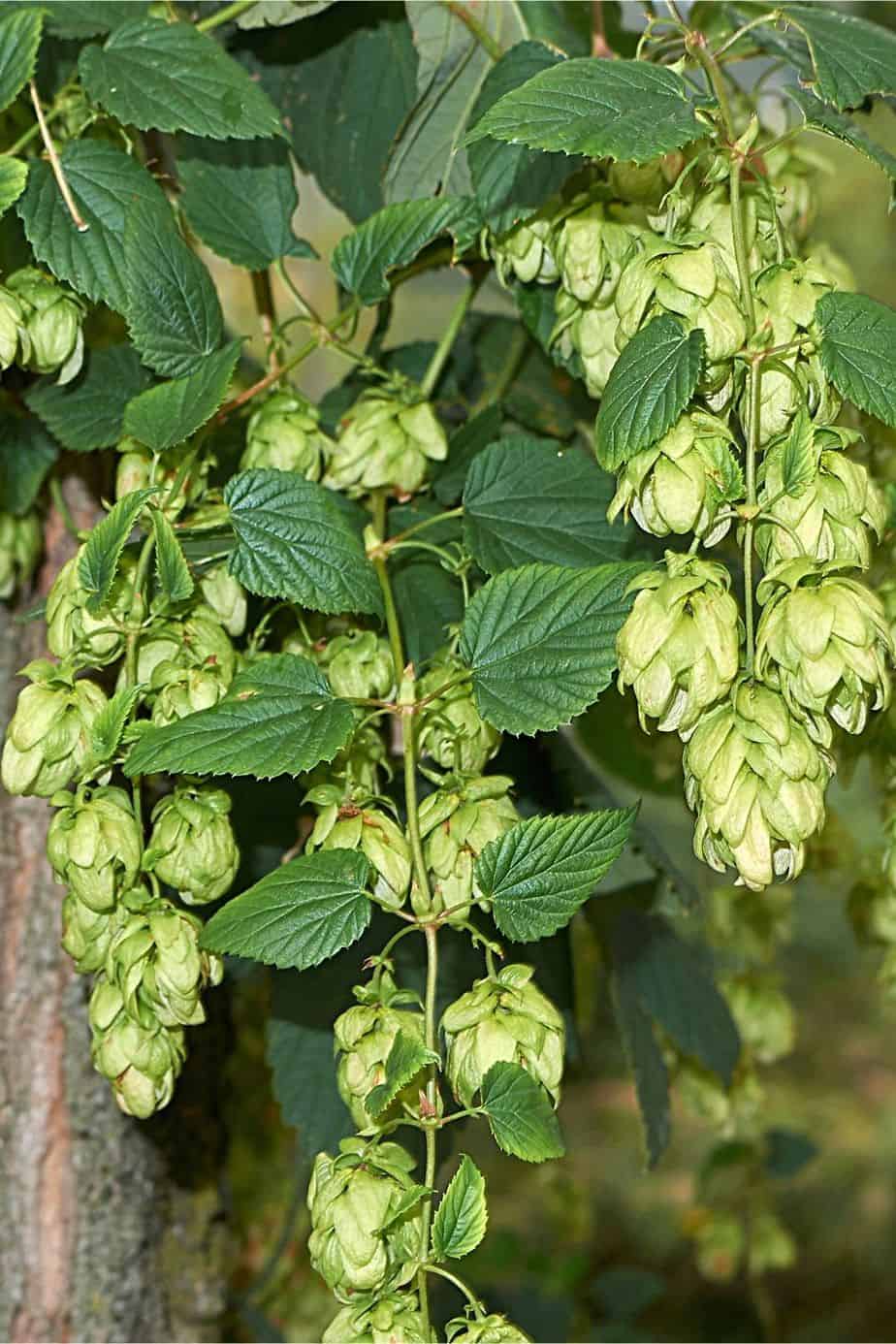 Though Hops can be quite tricky to grow, you can plant it in your garden for privacy