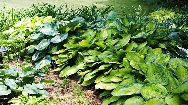 When planted near the ground cover, Hosta can attract bees to the garden