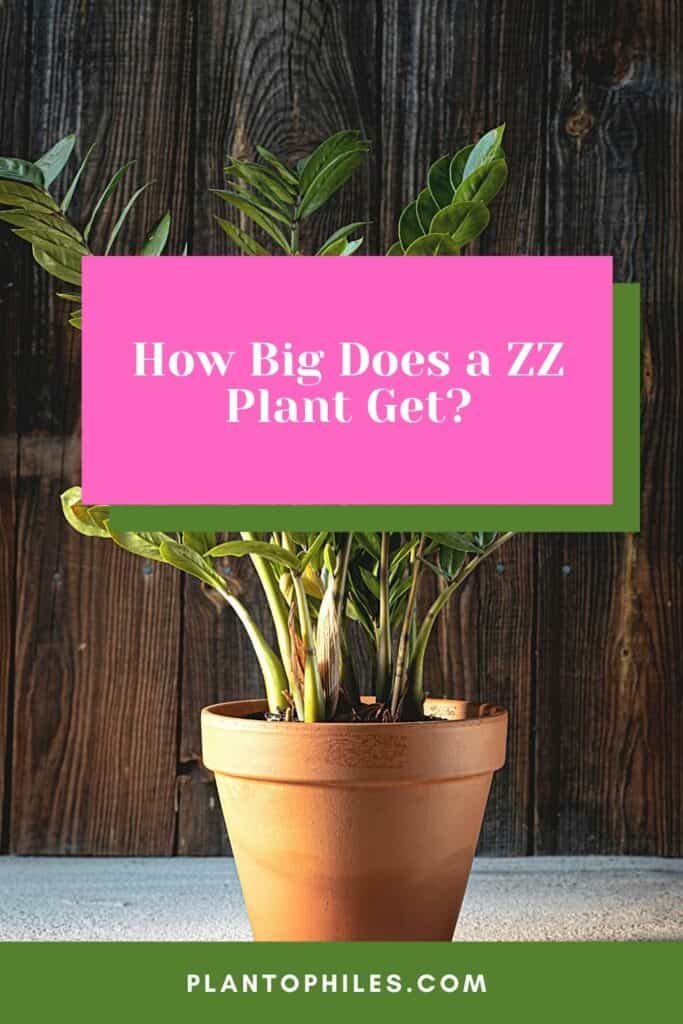 How Big Does a ZZ Plant Get? 1, 2 , or 3 Feet?