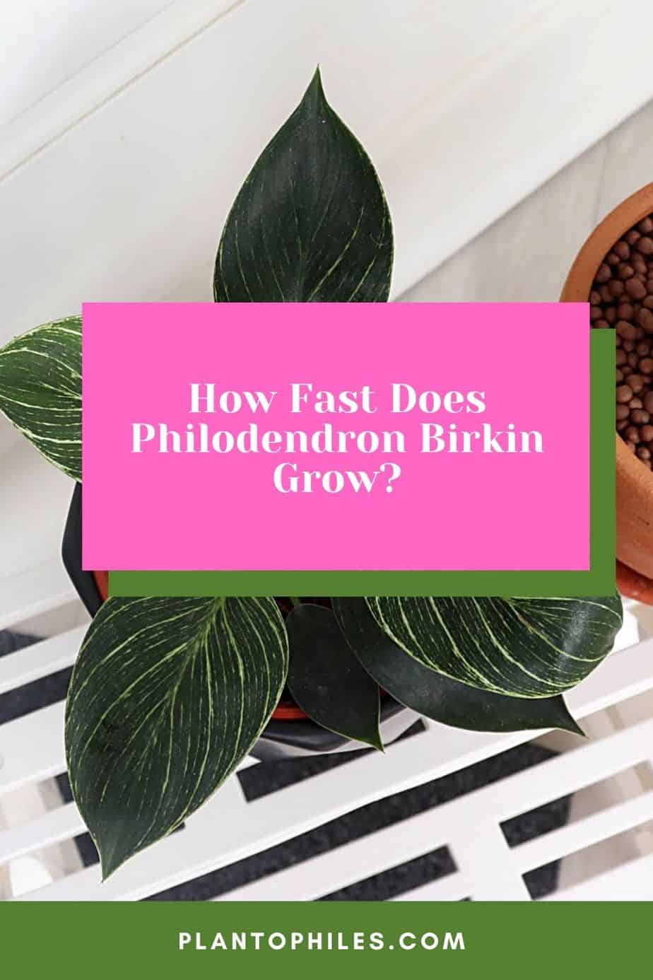 How Fast Does Philodendron Birkin Grow