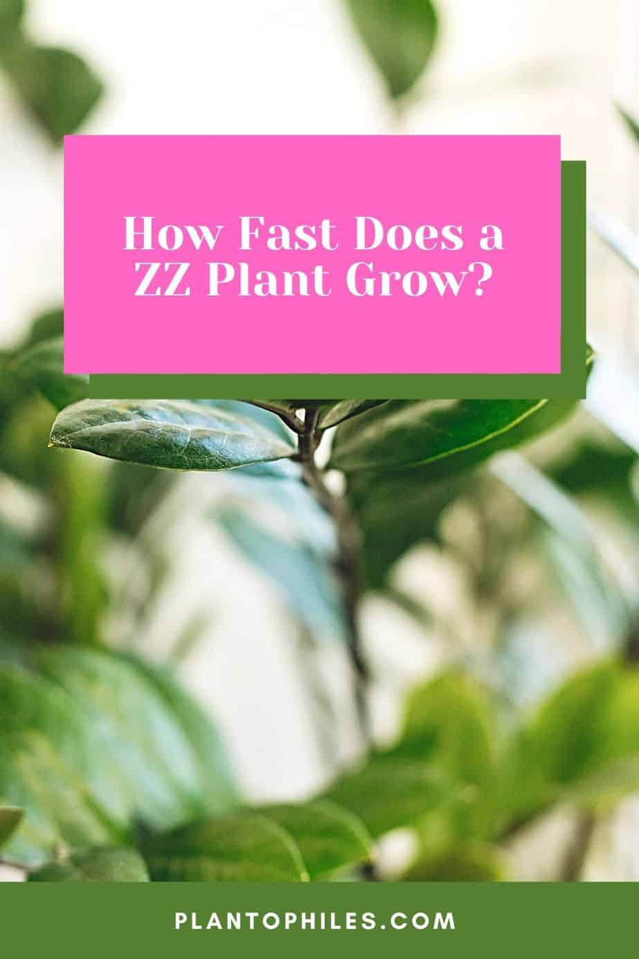 How Fast Does a ZZ Plant Grow?