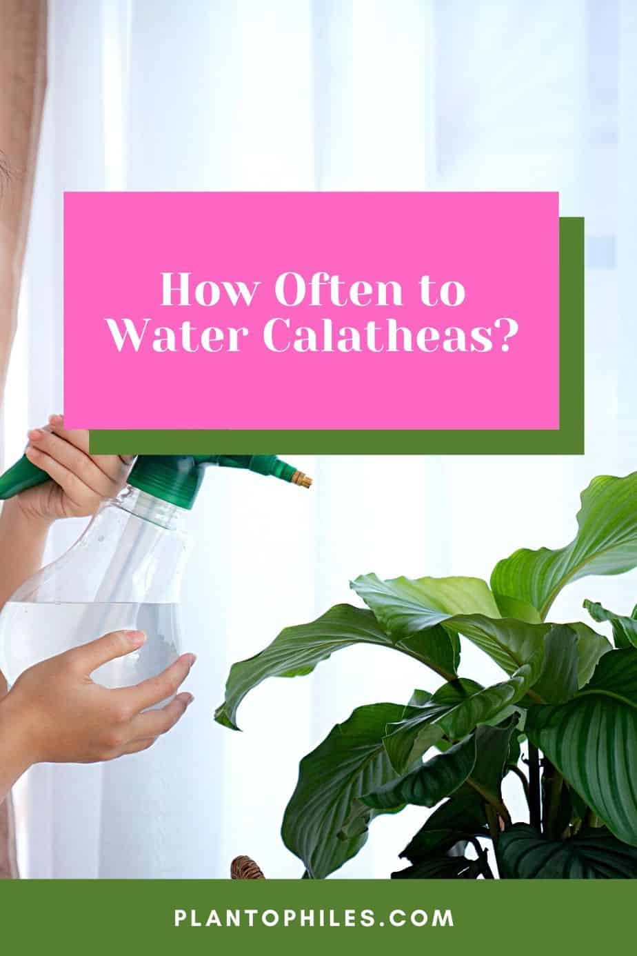 How Often to Water Calatheas?
