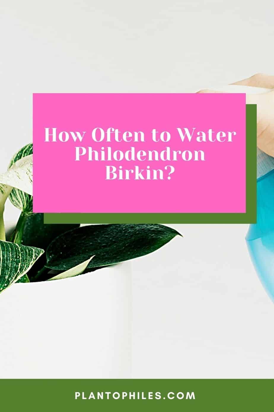 How Often to Water Philodendron Birkin