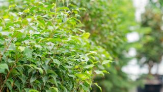 How and When Is an Outdoor Ficus Tree Trimmed